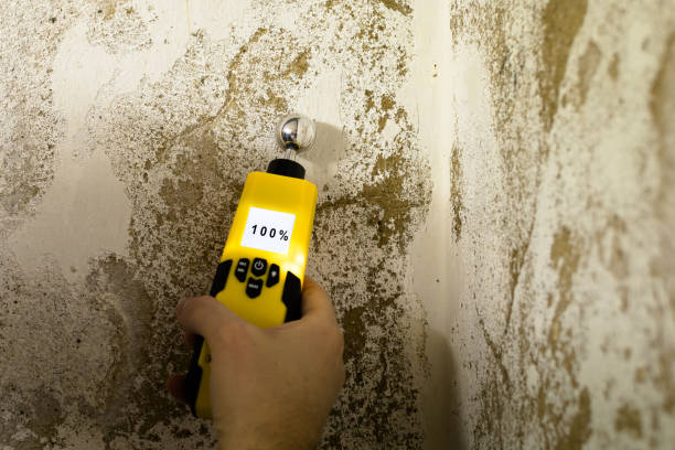 Why You Should Choose Our Mold Remediation Services in Coppell, TX